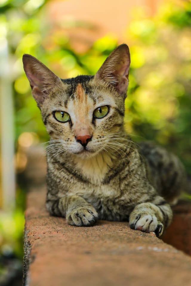 Home _Remedies_For _Stuffy _Nose _In _Cats