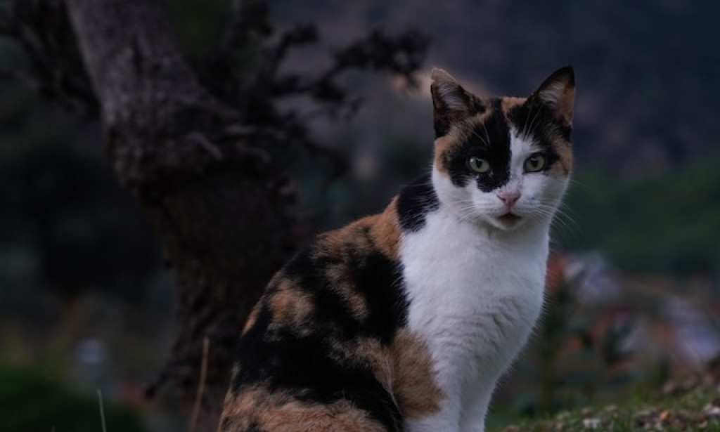 Keller Vet Clinic Keller All Creatures Animal Clinic