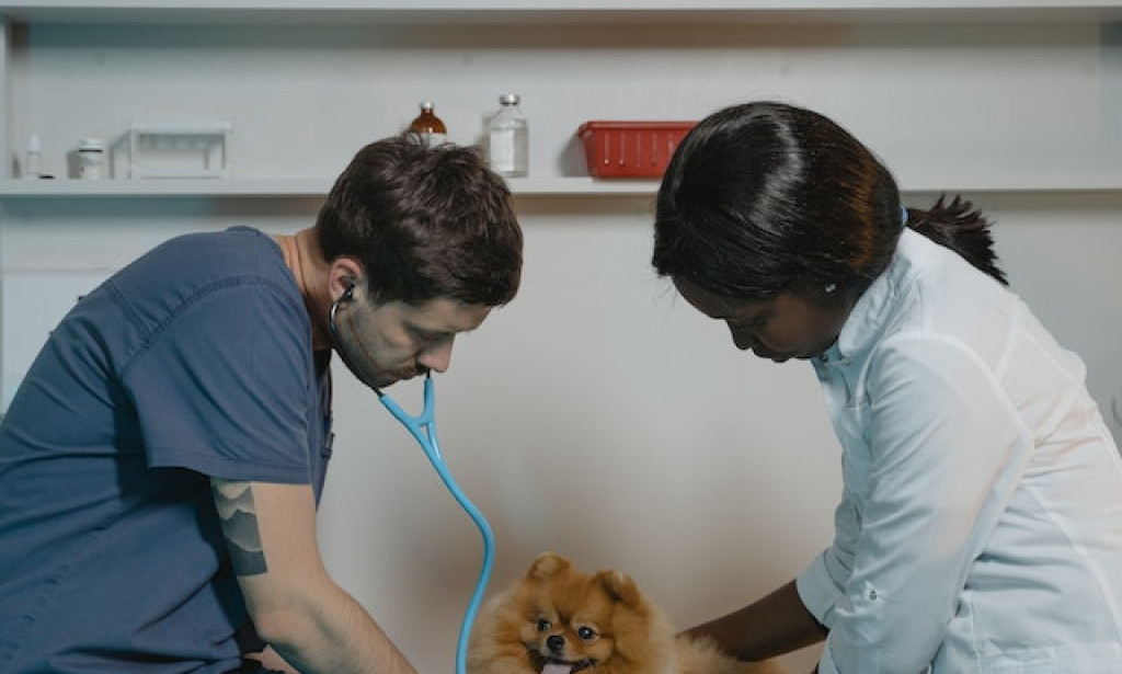 Lemay Animal Hospital Services Lemay Veterinary Clinic