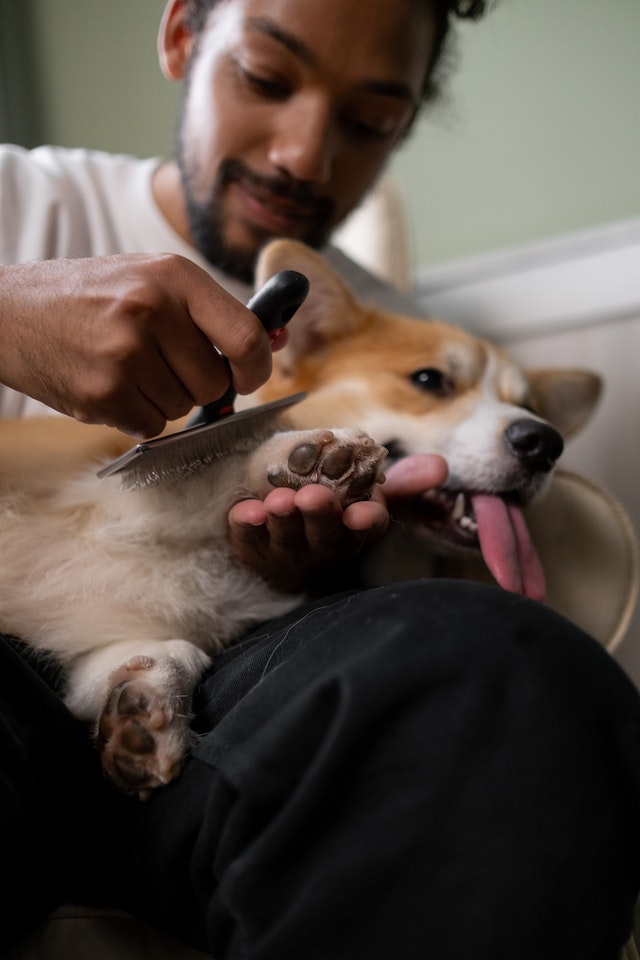 How-to-get-rid-of-worms-in-dogs