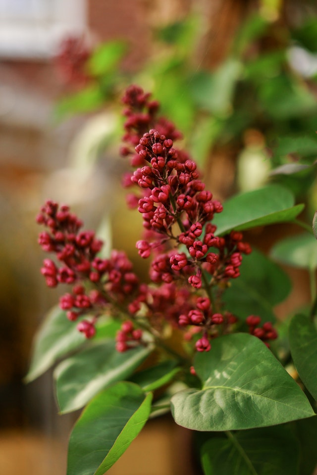 home remedies for poison sumac
