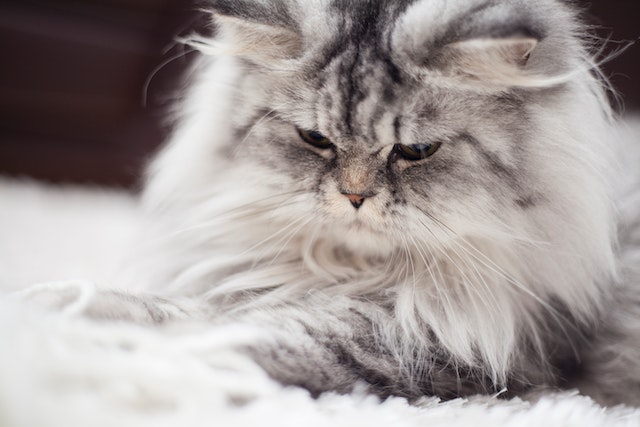 home treatment for cat hair loss