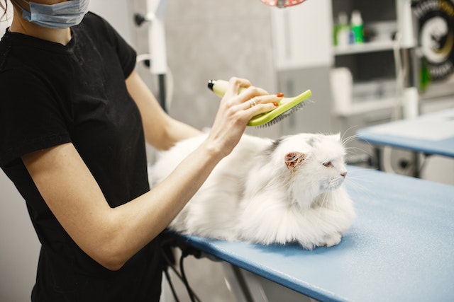 Home Treatment For Cat Hair Loss | The Best 5 Methods