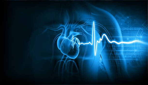 cardiovascular changes during pregnancy