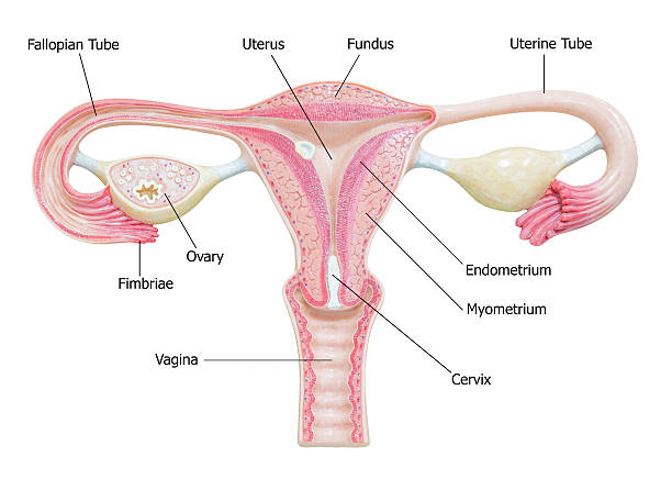 pregnancy with fibroid uterus